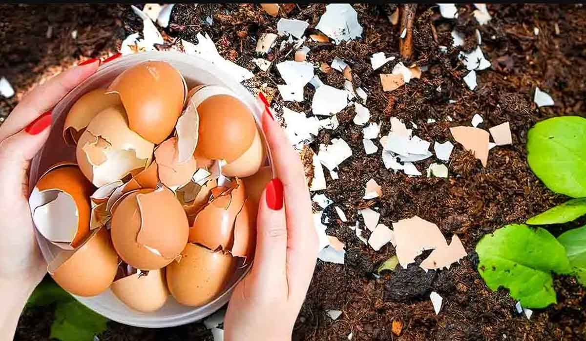 Nu mai arunca cojile de oua, iata 6 moduri de a le folosi