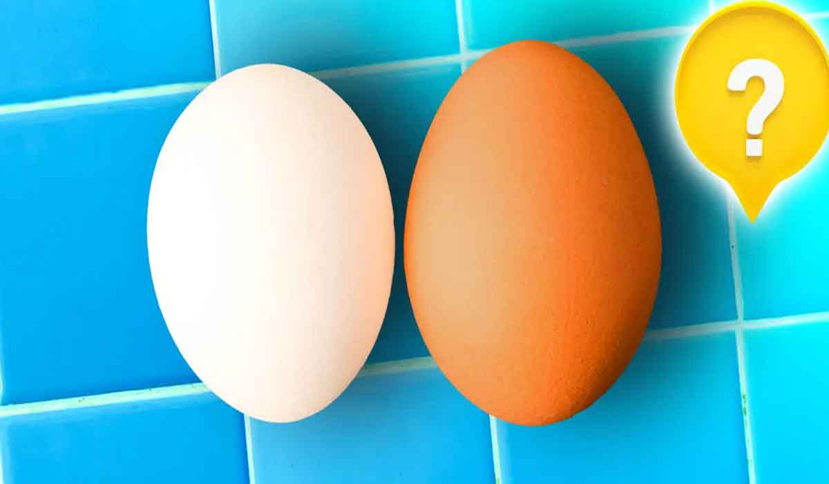 Care este diferenta dintre un ou alb si un ou maro?