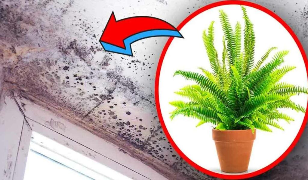 Sign precocious Pinpoint 4 plante de interior care elimina umiditatea si evita riscul mucegaiului in  casa