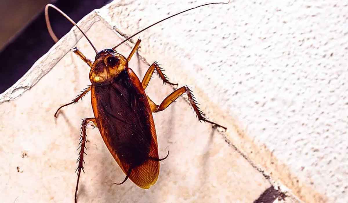 7 sfaturi pentru a scapa de insectele din casa