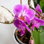 Cum sa faci o orhidee sa infloreasca din nou cu pudra de usturoi?