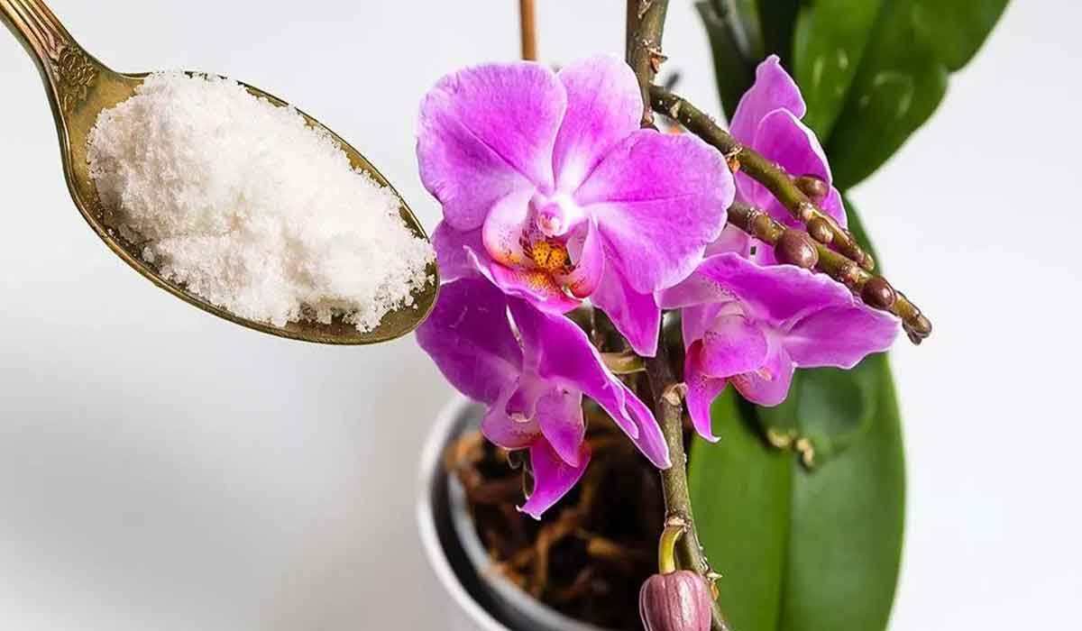 Cum sa faci o orhidee sa infloreasca din nou cu pudra de usturoi?