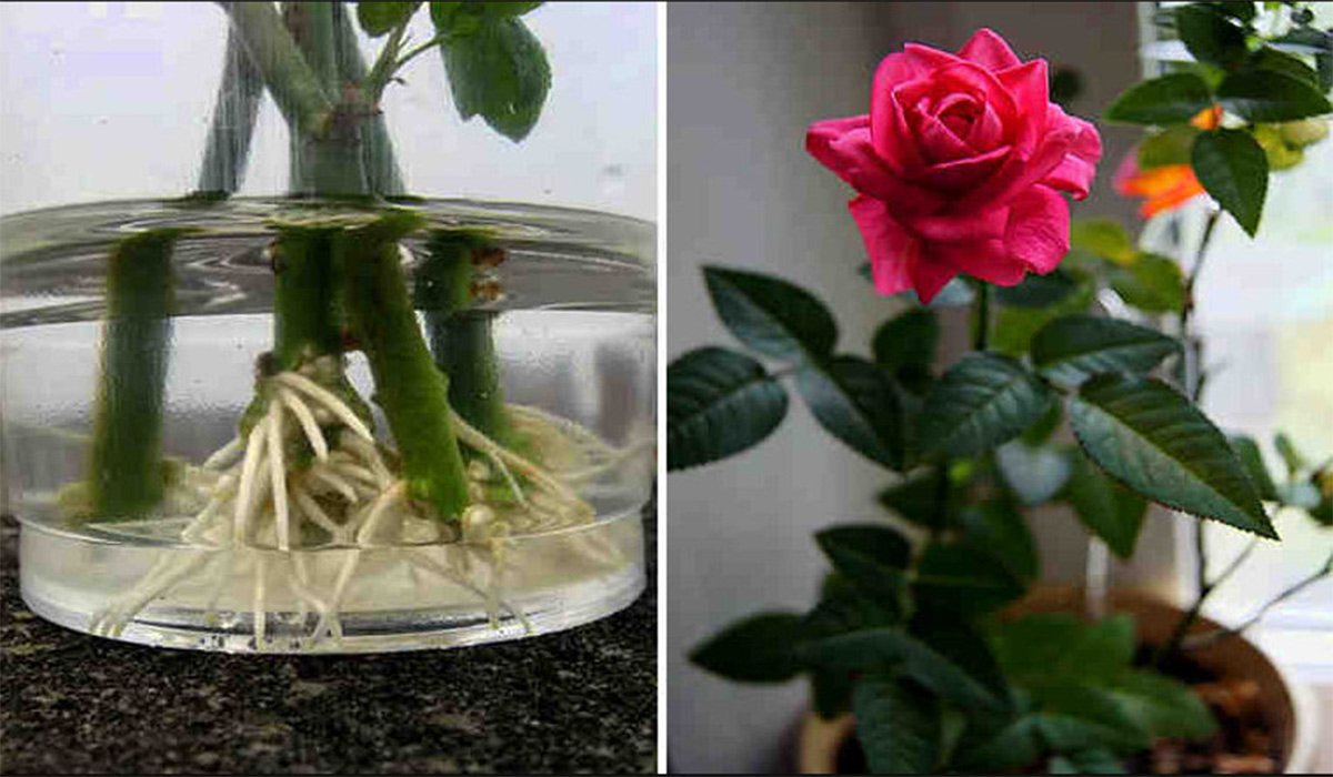 3 metode simple: Cum poti face trandafirii taiati sa prinda radacina