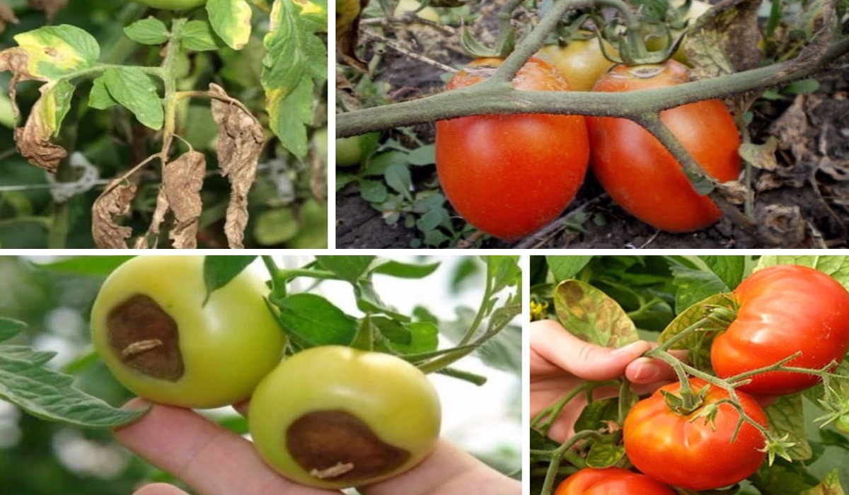 Bolile tomatelor: care sunt cele mai paguboase si cum le tratam