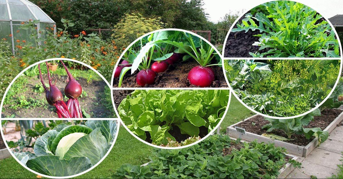 Ce legume poti planta in gradina ta in luna august