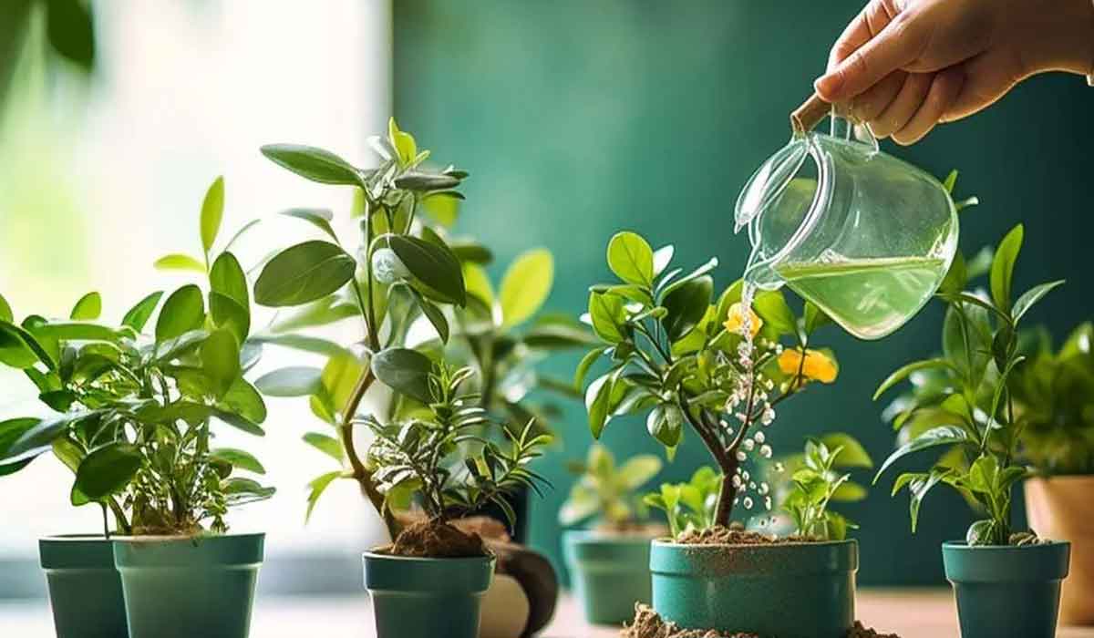 5 ingrasaminte naturale pentru fertilizarea plantelor