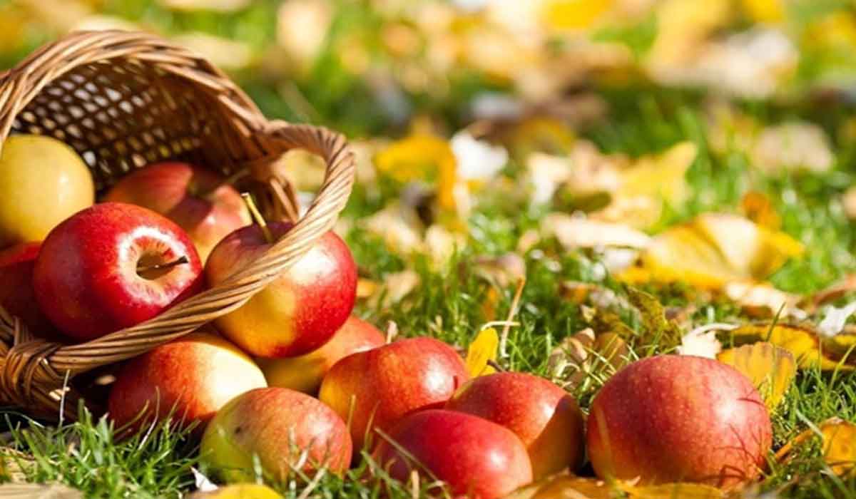 Cat de utile sunt merele pentru organism?