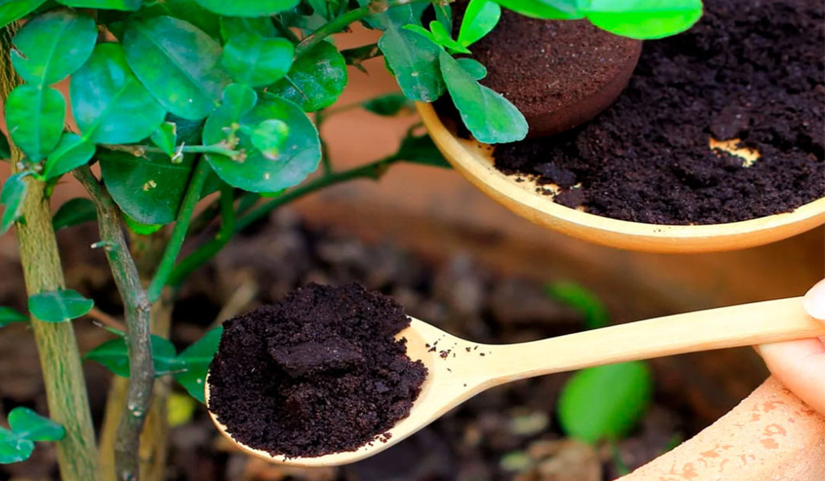 8 ingrasaminte naturale care stimuleaza cresterea si inflorirea plantelor de interior