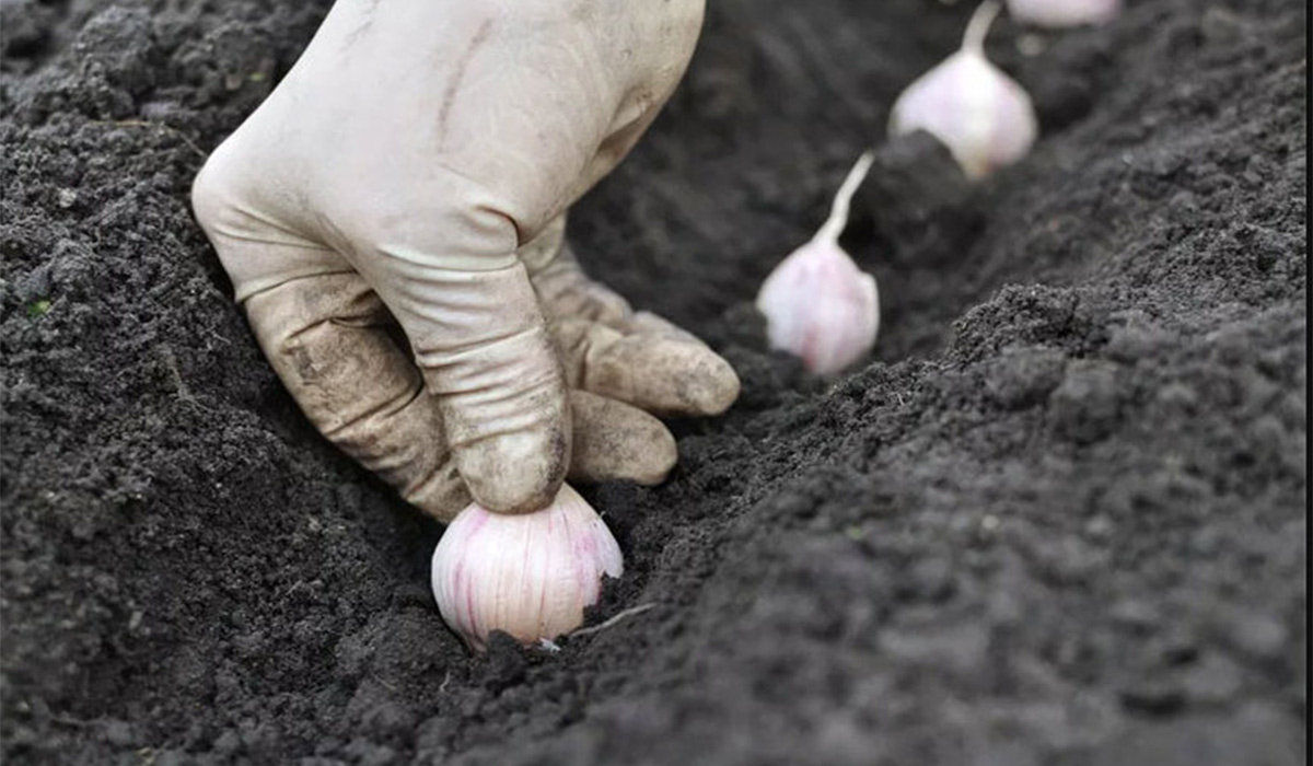 Plantarea usturoiului de toamna: trucuri simple pentru o recolta bogata!
