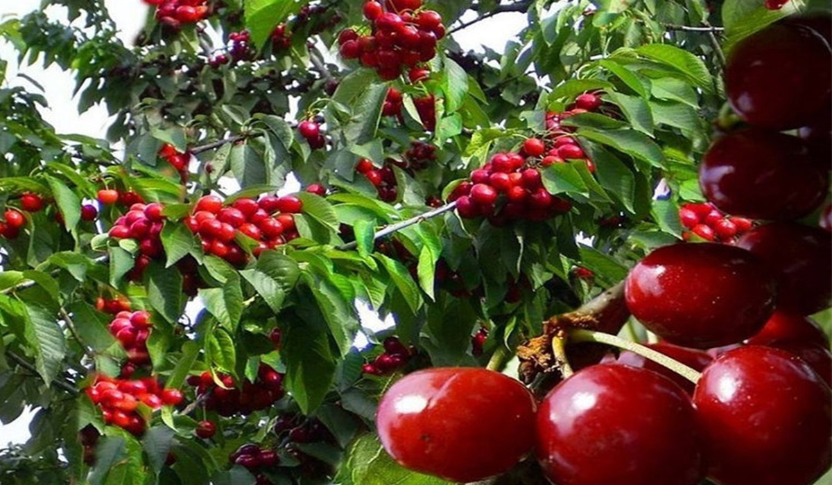 Ce sa pui la radacina pomilor fructiferi, ca sa ai o recolta bogata de fructe. Secretul marilor gradinari