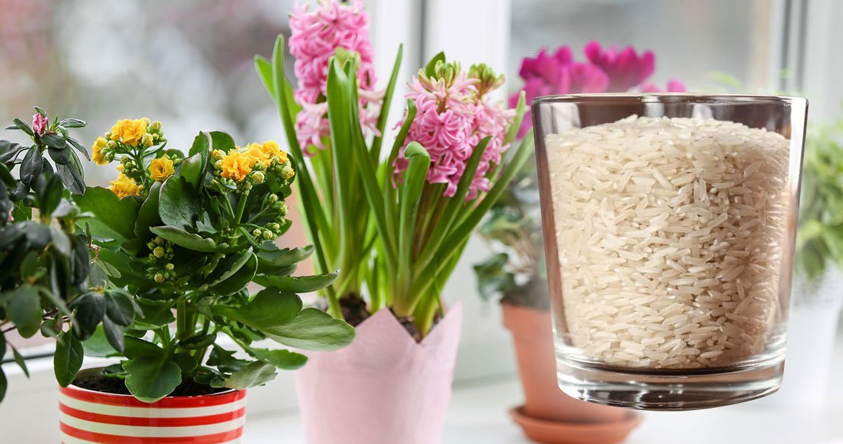 Foloseste orezul ca ingrasamant pentru plante si vei avea o multime de flori frumoase